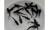 讃岐のめだかの特選めだか&nbsp;ブラックミックスめだか5ペア