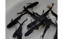 讃岐のめだかの特選めだか&nbsp;ブラックミックスめだか5ペア