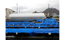 讃岐のめだかの特選めだか&nbsp;ブラックミックスめだか5ペア