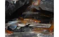 讃岐のめだかの特選めだか&nbsp;ミックスヒレ長めだか5ペア