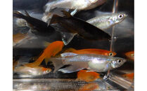 讃岐のめだかの特選めだか&nbsp;ミックスヒレ長めだか5ペア