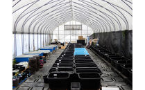 讃岐のめだかの特選めだか&nbsp;ミックスヒレ長めだか5ペア