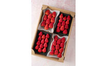 苺屋いちかわ農園直送！その時一番おいしいイチゴ4パックセット【配送不可：沖縄県・離島】