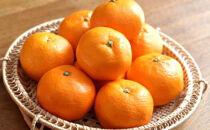 [秀品]有田のブランドみかん「賢みかん」10kg&nbsp;（2Sサイズ）［2026年11月中旬頃より順次発送］