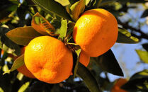 [秀品]有田のブランドみかん「賢みかん」10kg&nbsp;（2Sサイズ）［2026年11月中旬頃より順次発送］