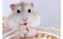 活き活きミルワーム30g&nbsp;×3パックセット