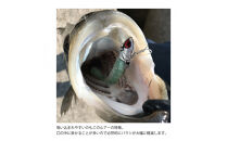 コアマン&nbsp;VJ-28バイブレーションジグヘッド&nbsp;KOBEスペシャルパッケージ&nbsp;3個セット