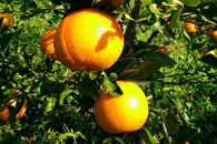 奄美大島産&nbsp;たんかん&nbsp;家庭用&nbsp;3kg（約18～25個）＜完全農薬不使用栽培＞