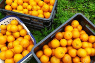 奄美大島産&nbsp;たんかん&nbsp;家庭用&nbsp;3kg（約18～25個）＜完全農薬不使用栽培＞