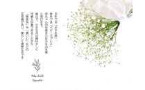 チェリーかすみの花束&nbsp;かすみ草&nbsp;カスミソウ&nbsp;花束&nbsp;花&nbsp;誕生日&nbsp;成人式&nbsp;卒業祝い&nbsp;初節句&nbsp;ひな祭り&nbsp;バレンタイン&nbsp;お返し&nbsp;結婚&nbsp;ウエディング&nbsp;送別&nbsp;祝い&nbsp;プレゼント&nbsp;結婚祝い&nbsp;お礼&nbsp;花束&nbsp;赤いかすみ草&nbsp;チェリー&nbsp;レッド&nbsp;生花ドライフラワーにも&nbsp;送料無料&nbsp;お母さん&nbsp;記念日