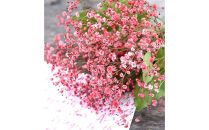 チェリーかすみの花束&nbsp;かすみ草&nbsp;カスミソウ&nbsp;花束&nbsp;花&nbsp;誕生日&nbsp;成人式&nbsp;卒業祝い&nbsp;初節句&nbsp;ひな祭り&nbsp;バレンタイン&nbsp;お返し&nbsp;結婚&nbsp;ウエディング&nbsp;送別&nbsp;祝い&nbsp;プレゼント&nbsp;結婚祝い&nbsp;お礼&nbsp;花束&nbsp;赤いかすみ草&nbsp;チェリー&nbsp;レッド&nbsp;生花ドライフラワーにも&nbsp;送料無料&nbsp;お母さん&nbsp;記念日