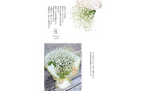 かすみそうの花束&nbsp;かすみ草&nbsp;カスミソウ&nbsp;花束(小さいサイズ)&nbsp;花&nbsp;誕生日&nbsp;成人式&nbsp;卒業祝い&nbsp;初節句&nbsp;ひな祭り&nbsp;バレンタイン&nbsp;お返し&nbsp;結婚&nbsp;ウエディング&nbsp;送別&nbsp;祝い&nbsp;プレゼント&nbsp;ギフト&nbsp;結婚祝い&nbsp;お礼&nbsp;花束&nbsp;生花&nbsp;ドライフラワーにも&nbsp;送料無料&nbsp;退職祝い&nbsp;お母さん&nbsp;記念日