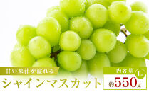 【お試し用】シャインマスカット　約550g