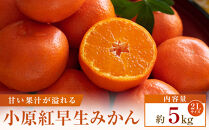 【先行受付2026年】【大収穫祭・特別企画】小原紅早生みかん「ちょっと大きな2Lサイズ」約5kg