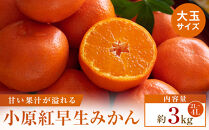 【先行受付2026年】小原紅早生みかん(金時紅)大玉サイズ　約3kg