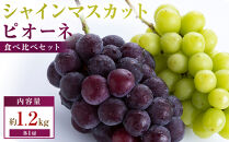 人気の2品種　シャインマスカット+ピオーネ食べ比べセット　約1.2kg(各1房)