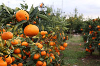 12/24までにご入金確認分は年内発送確定！きれいな温州みかん&nbsp;寄贈用にお勧め&nbsp;箱込み&nbsp;約20kg&nbsp;(S～Lサイズ混合)