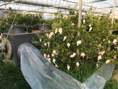 ［2箱セット］ハーフ&nbsp;化粧箱&nbsp;柑橘の大トロ&nbsp;ハウス&nbsp;せとか&nbsp;厳選&nbsp;5玉入&nbsp;×&nbsp;2箱&nbsp;南泰園