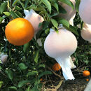 ［2箱セット］ハーフ&nbsp;化粧箱&nbsp;柑橘の大トロ&nbsp;ハウス&nbsp;せとか&nbsp;厳選&nbsp;6玉入&nbsp;×&nbsp;2箱&nbsp;南泰園