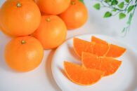 ［2箱セット］ハーフ&nbsp;化粧箱&nbsp;柑橘の大トロ&nbsp;ハウス&nbsp;せとか&nbsp;厳選&nbsp;6玉入&nbsp;×&nbsp;2箱&nbsp;南泰園