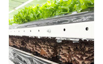 肉厚ぷりぷり！食べ応え抜群！不揃いで様々な用途に！「キレイな」しいたけ1kg！