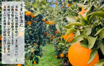 冷凍&nbsp;不知火&nbsp;（しらぬい）&nbsp;70g&nbsp;×&nbsp;10袋&nbsp;ひとくちデザート&nbsp;カチウマ&nbsp;スイーツ&nbsp;果物&nbsp;旬の味わい&nbsp;和歌山県産不知火100%