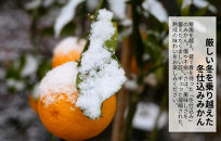 みかん&nbsp;春待ち&nbsp;越冬みかん&nbsp;箱込10kg(内容量9.2kg)&nbsp;等級／サイズミックス&nbsp;和歌山県産&nbsp;産地直送