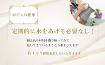 ミニ胡蝶蘭と観葉植物の寄せ植え　