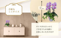 ミニ胡蝶蘭と観葉植物の寄せ植え　