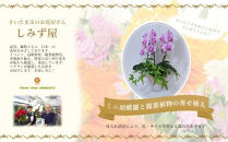 ミニ胡蝶蘭と観葉植物の寄せ植え　