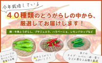【十色とうがらしファーム】とうがらし＜旬の品種詰合せ＞