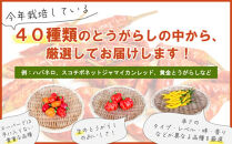【十色とうがらしファーム】とうがらし＜激辛＞品種詰合せ
