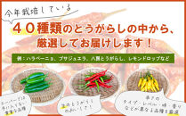 【十色とうがらしファーム】とうがらし＜中辛＞品種詰合せ