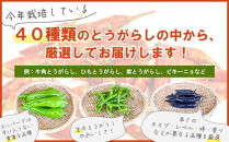 【十色とうがらしファーム】とうがらし＜旨辛＞品種詰合せ