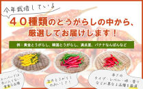 【十色とうがらしファーム】世界のとうがらし詰合せ＜アジア＞