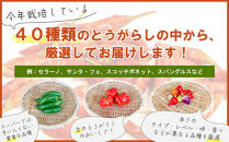 【十色とうがらしファーム】世界のとうがらし詰合せ＜南米＞