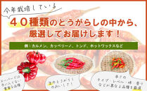 【十色とうがらしファーム】世界のとうがらし詰合せ＜ヨーロッパ＞