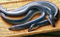 浦和のうなぎを育てる会　お食事券　【11100-0128】