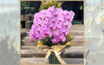 ピンク大輪胡蝶蘭　グレイス3本立ち30輪程度（つぼみ含む）　