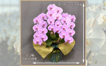 ピンク大輪胡蝶蘭　グレイス3本立ち30輪程度（つぼみ含む）　