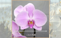 ピンク大輪胡蝶蘭　グレイス3本立ち30輪程度（つぼみ含む）　