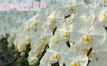 ピンク大輪胡蝶蘭　グレイス3本立ち30輪程度（つぼみ含む）　