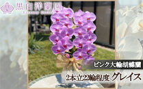 ピンク大輪胡蝶蘭　グレイス2本立ち22輪程度（つぼみ含む）　