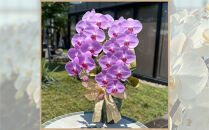 ピンク大輪胡蝶蘭　グレイス2本立ち22輪程度（つぼみ含む）　