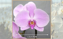 ピンク大輪胡蝶蘭　グレイス2本立ち22輪程度（つぼみ含む）　