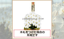 ピンク大輪胡蝶蘭　グレイス2本立ち22輪程度（つぼみ含む）　