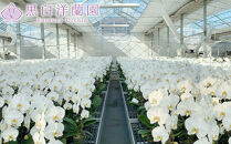 ピンク大輪胡蝶蘭　グレイス2本立ち22輪程度（つぼみ含む）　