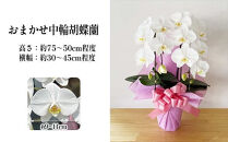 おまかせ中輪胡蝶蘭　2本立ち　