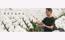 おまかせ中輪胡蝶蘭　2本立ち　