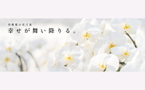 おまかせ中輪胡蝶蘭　2本立ち　